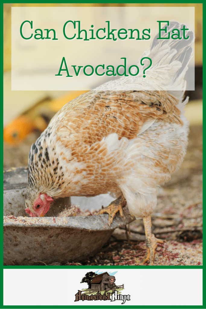 Can Chickens Eat Avocado - Pinterest