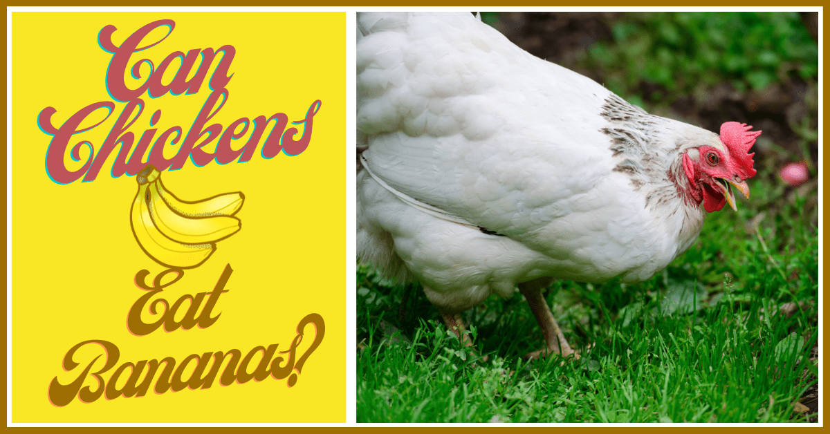 Can Chickens Eat Bananas?
