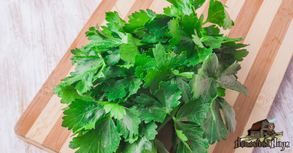 Can Chickens Eat Celery Leaves?