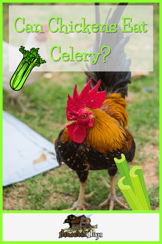 Can Chickens Eat Celery - Pinterest