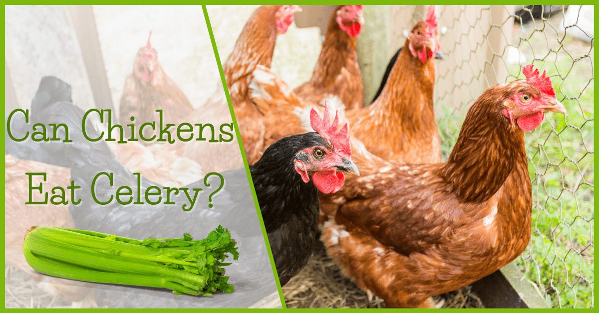 Can Chickens Eat Celery?