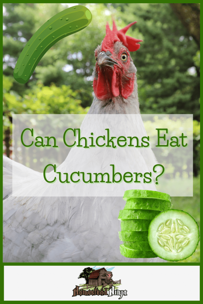 Can Chickens Eat Cucumbers - Pinterest