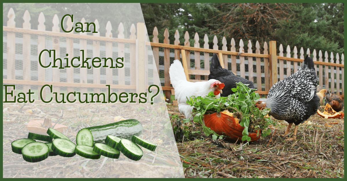 Can Chickens Eat Cucumbers?