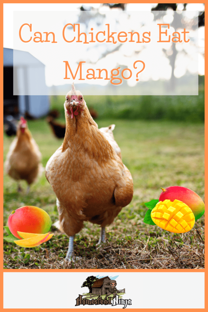 Can Chickens Eat Mango - Pinterest
