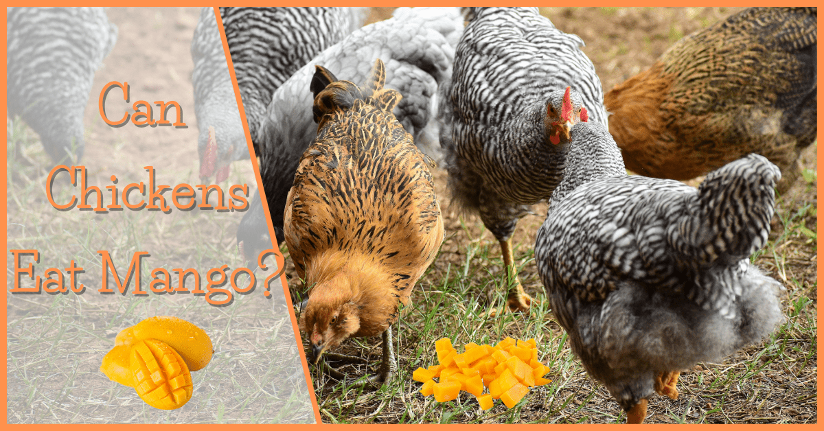 Can Chickens Eat Mango?