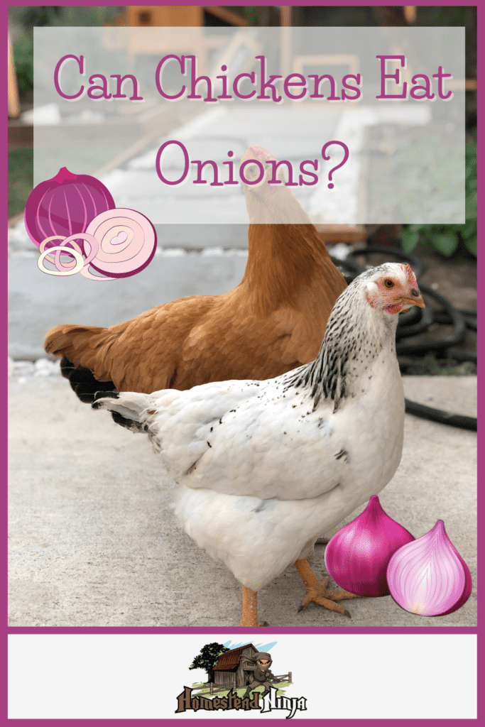 Can Chickens Eat Onions? They sure can, but in moderation. Some animals can't eat these at all... so why chickens? Find out here...