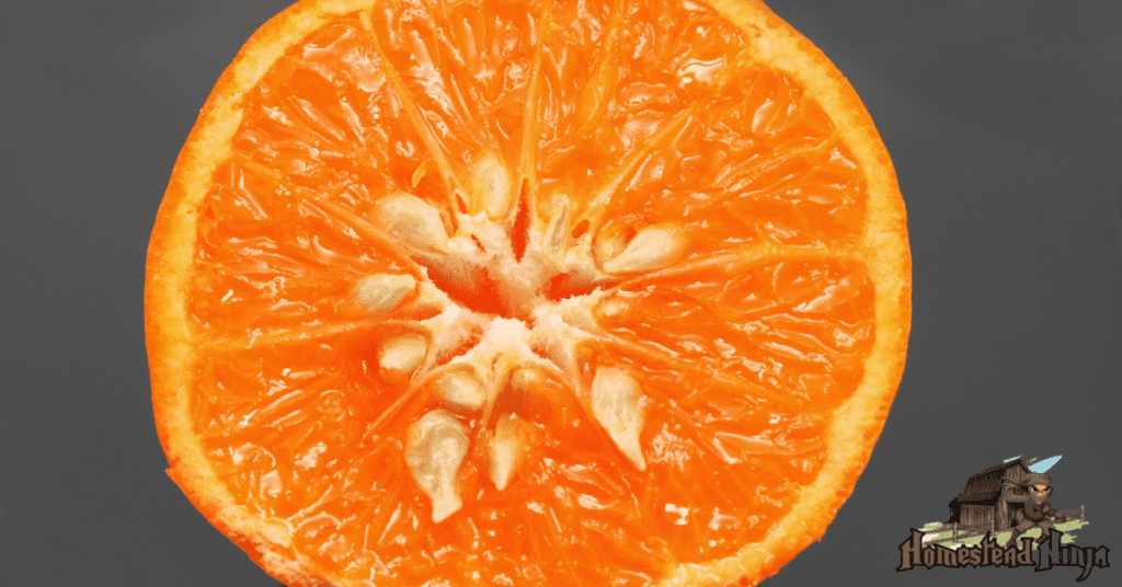 Can Chickens Eat Orange Seeds?