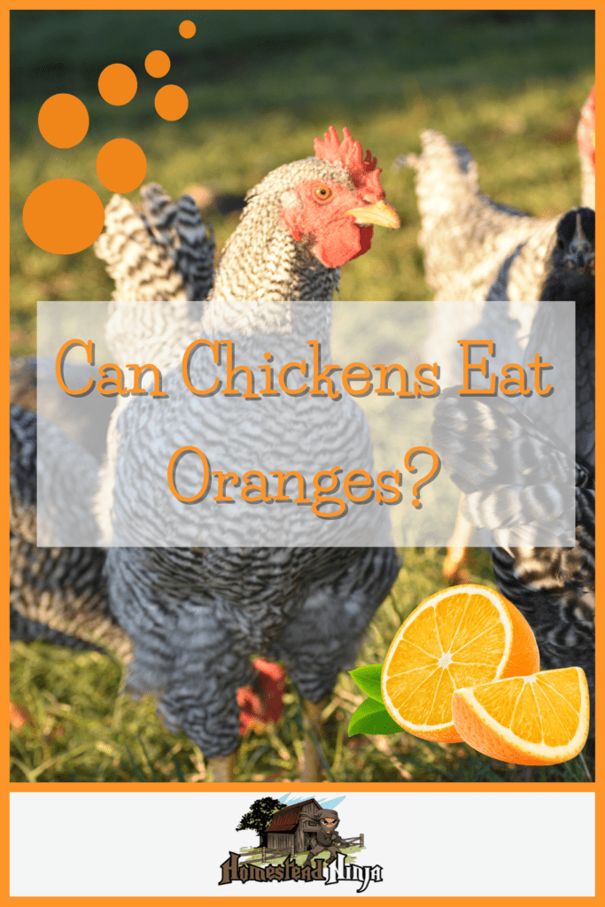 Can Chickens Eat Oranges - Pinterest