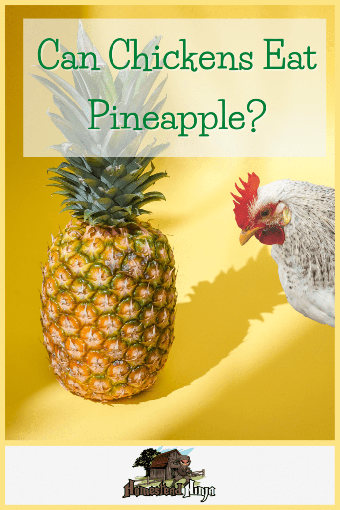 Can Chickens Eat Pineapple - Pinterest