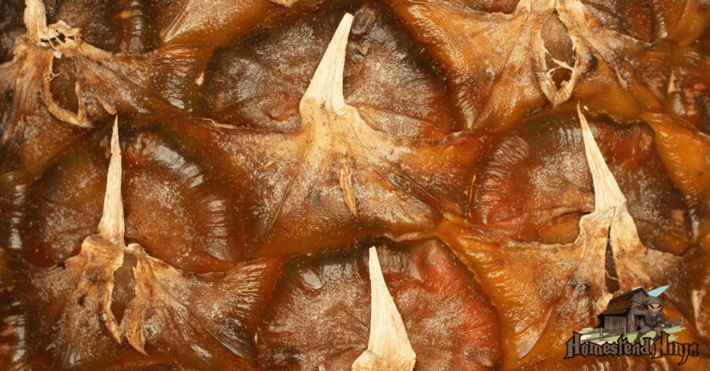 Can Chickens Eat Pineapple Rinds?