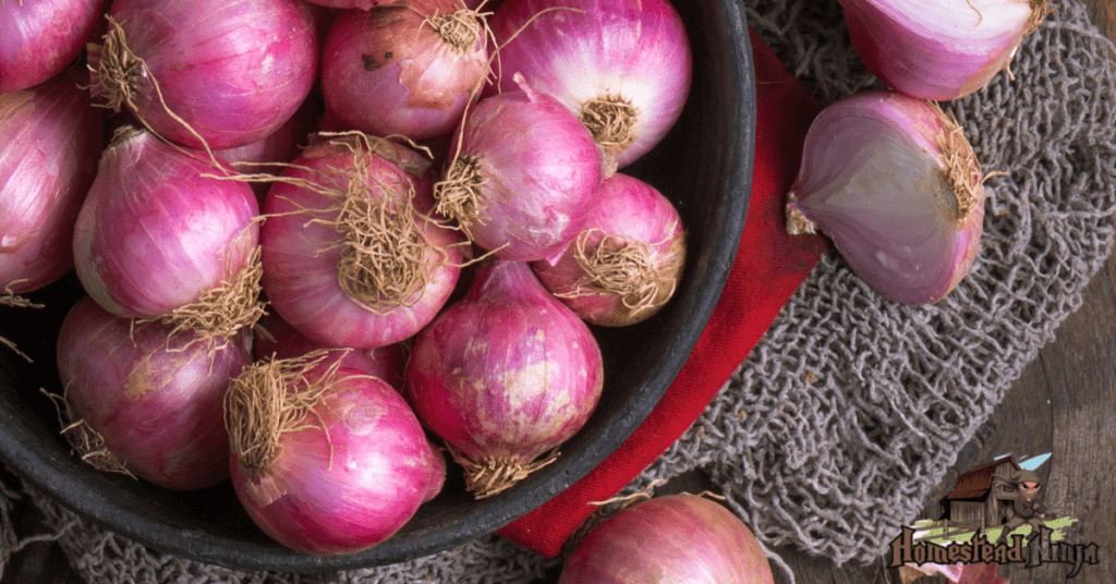 Can Chickens Eat Red Onions?