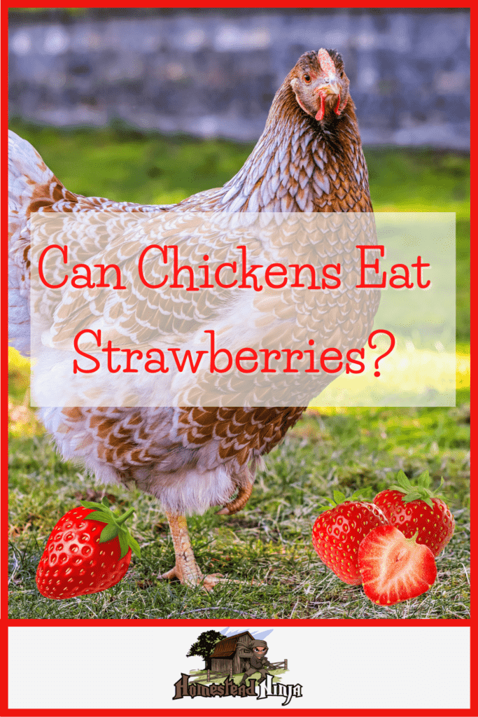 Juicy red, scrumptious, and healthy... but Can Chickens Eat Strawberries? They definitely can, let's hop into health benefits for your flock!