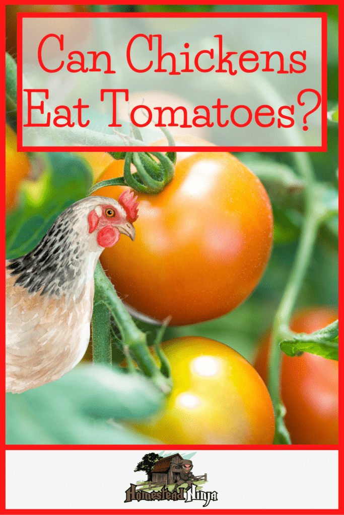Can Chickens Eat Tomatoes - Pinterest