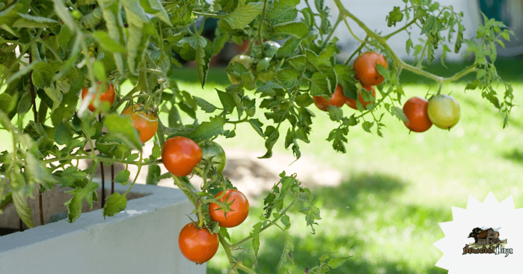 Can Chickens Eat Tomatoes Vines?