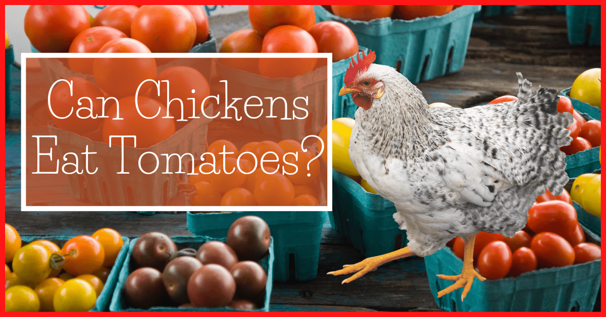 Can Chickens Eat Tomatoes?