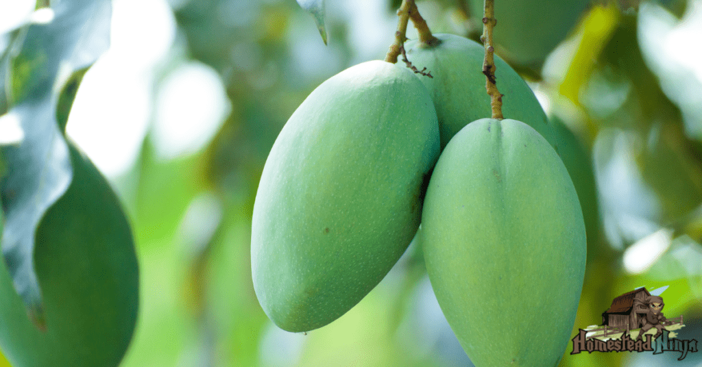 Can Chickens Eat Unripe Mangos?