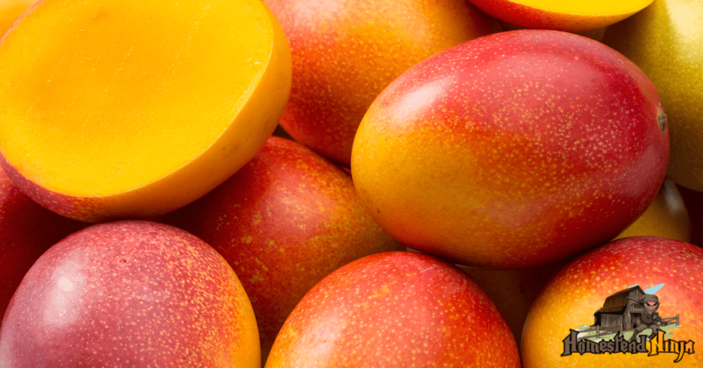 Health Benefits Of Mangos For Your Chickens