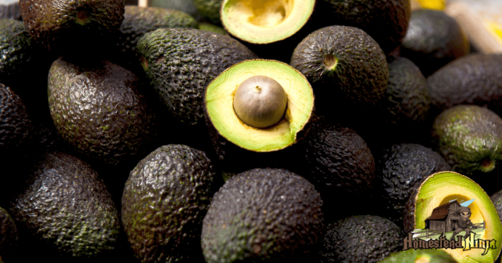 How Many Avocados Can Chickens Eat?