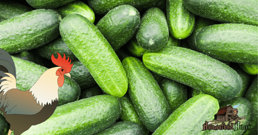 How Many Cucumbers Can Chickens Eat?