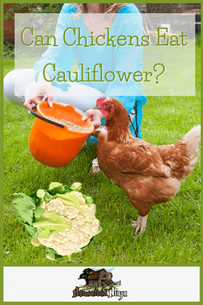 Can Chickens Eat Cauliflower - Pinterest