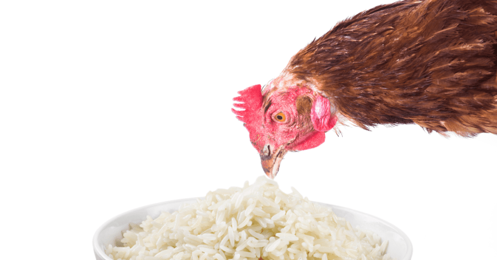 Can Chickens Eat Cauliflower Rice?