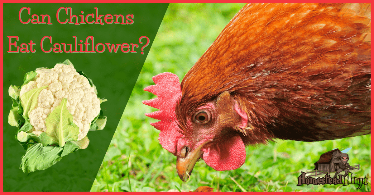 Can Chickens Eat Cauliflower?