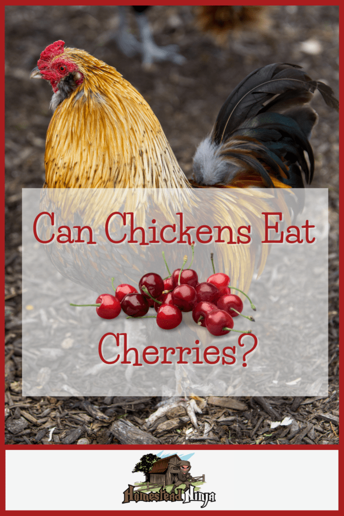 Can Chickens Eat Cherries - Pinterest
