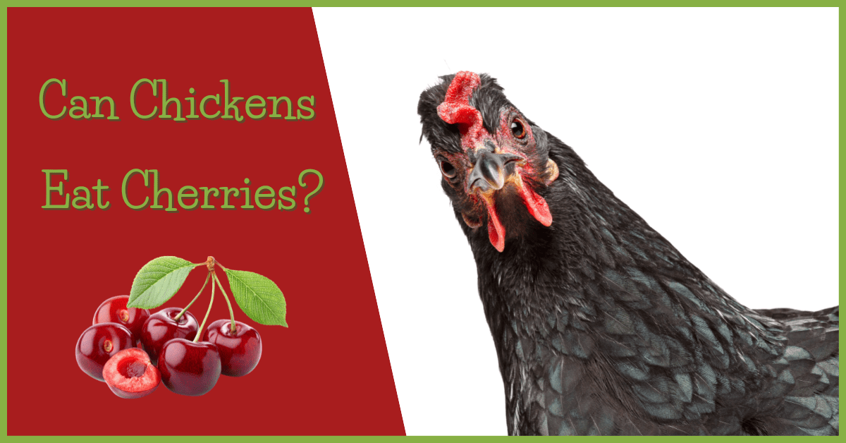 Can Chickens Eat Cherries?