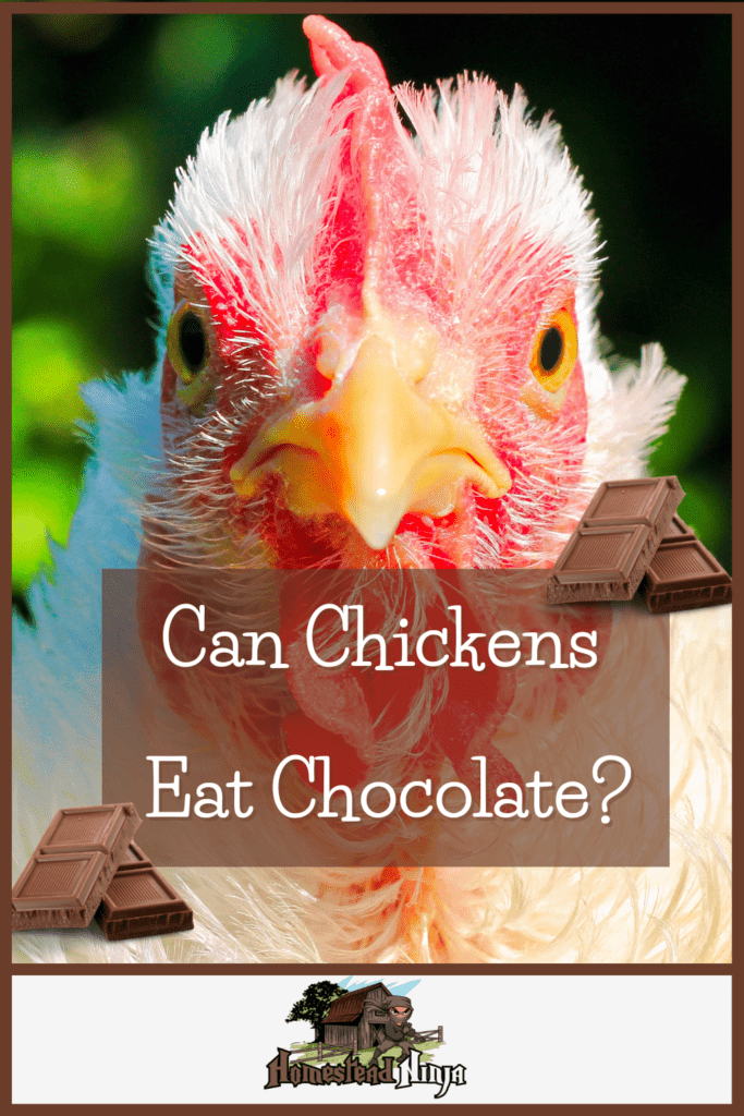 Can Chickens Eat Chocolate - Pinterest