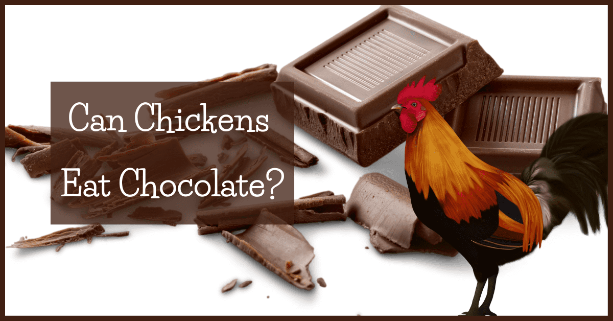 Can Chickens Eat Chocolate?