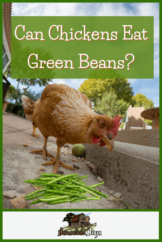 Good ole' green beans. Our parents tried to force us when we were younger but can Chickens Eat Green Beans? What about your flock? Find out here...
