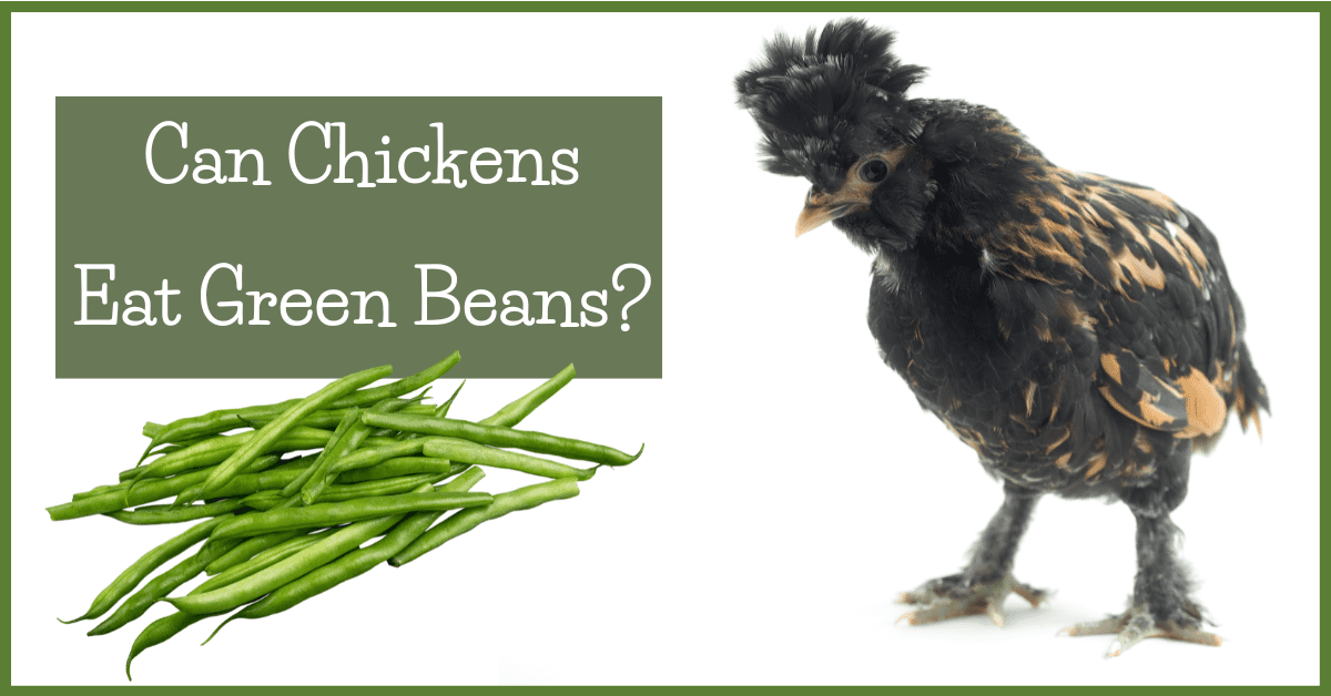 Can Chickens Eat Green Beans?