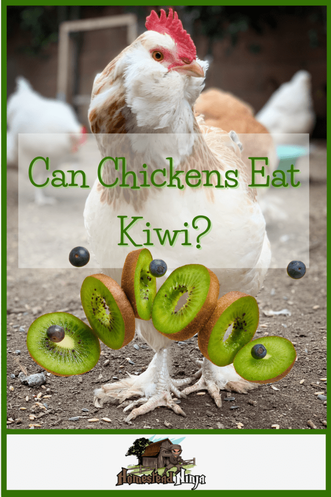 Can Chickens Eat Kiwi - Pinterest
