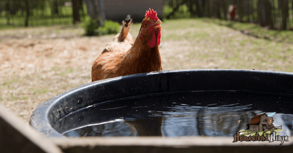 Health Benefits Of Kiwi For Chickens