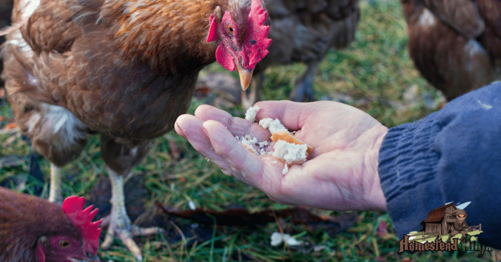 How Do You Feed Chickens Cauliflower?