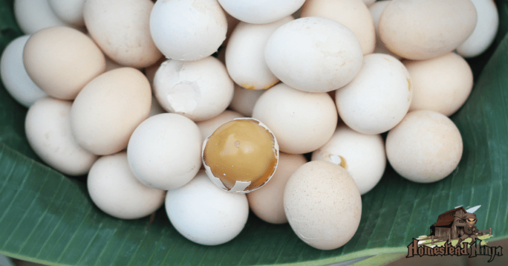 How Do You Know If Pickled Eggs Are Bad?