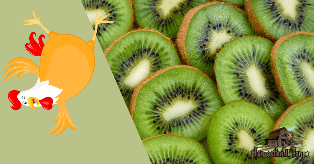How Many Kiwis Can I Feed My Chicken A Day?