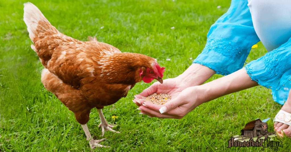 How To Feed Chickens Cherries