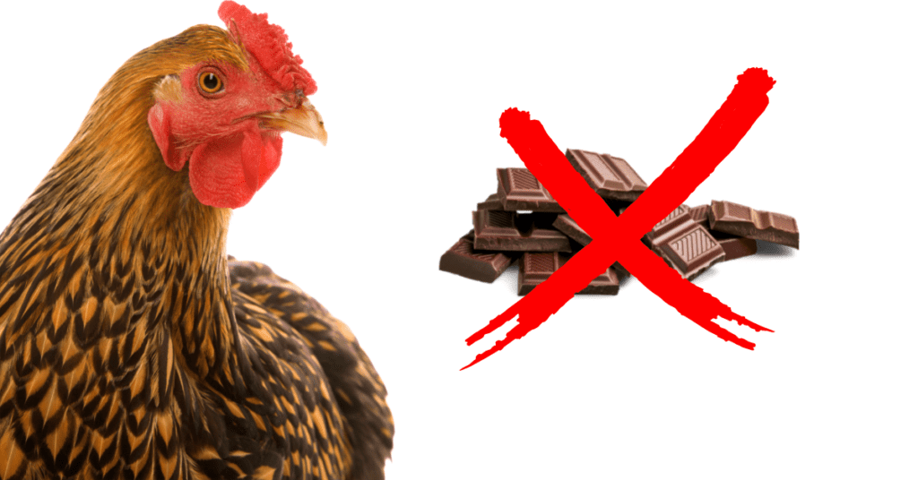 What Happens If A Chicken Eats Chocolate?