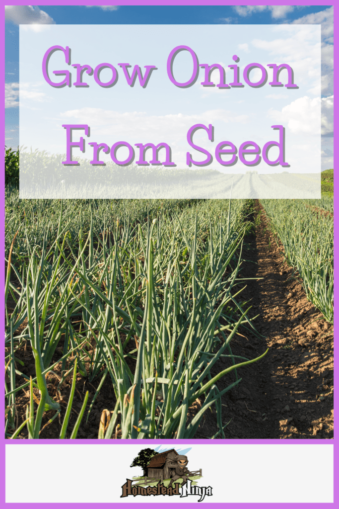 Grow Onion From Seed - Pinterest