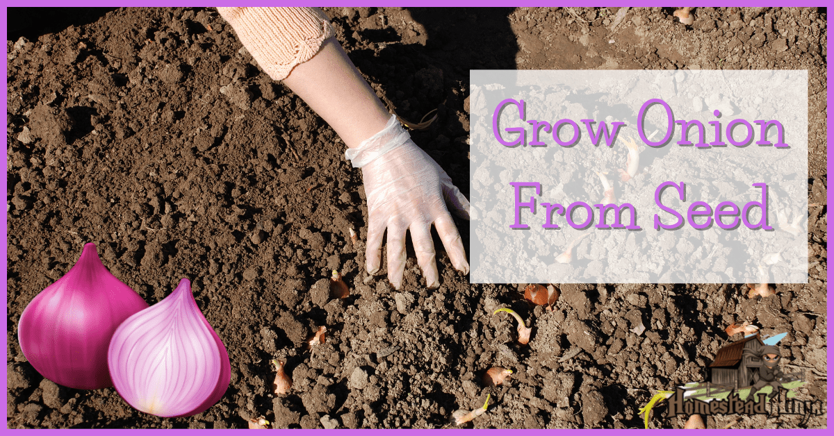 Grow Onion From Seed