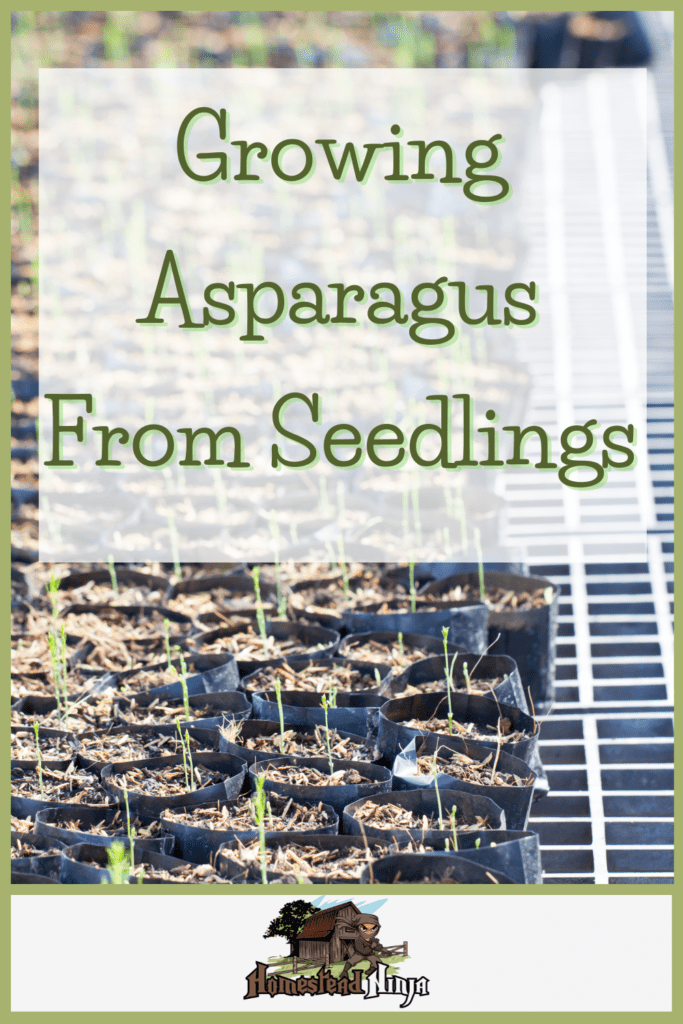 Growing Asparagus From Seedlings - Pinterest