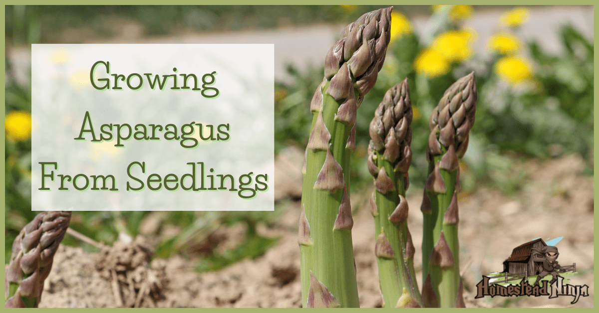 Growing Asparagus From Seedlings