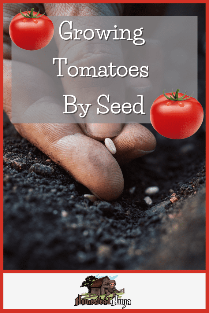 Growing Tomatoes By Seed - Pinterest