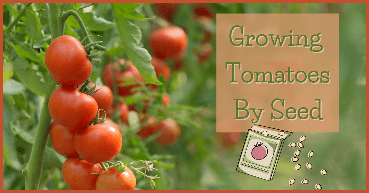 Growing Tomatoes By Seed