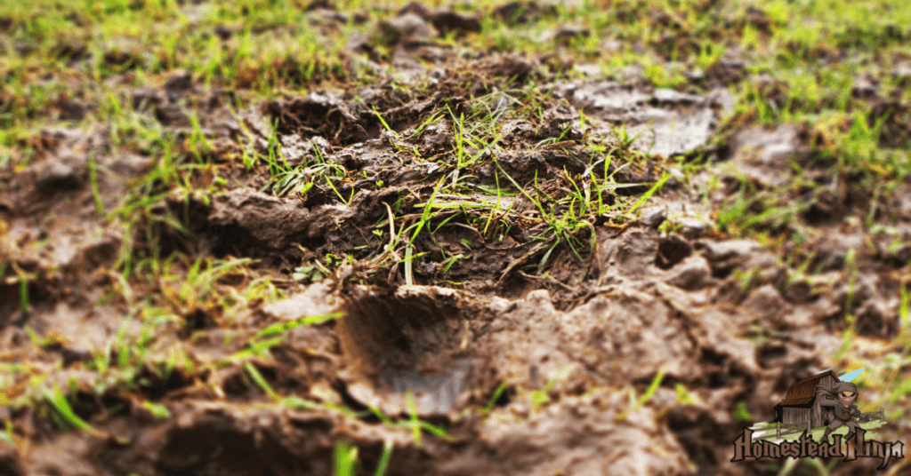 How Do You Grow Grass In Muddy Areas?