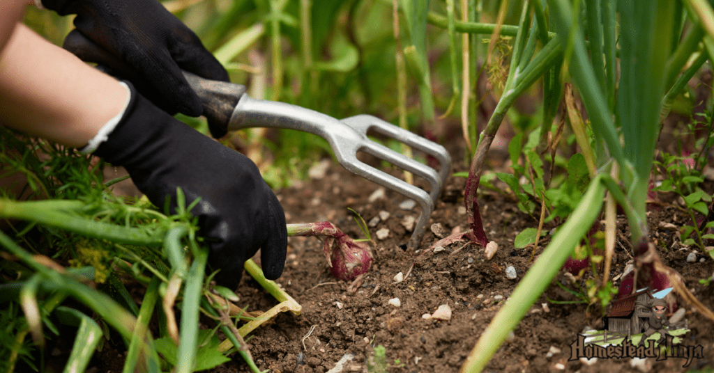How Do You Know When An Onion Is Ready To Pick?