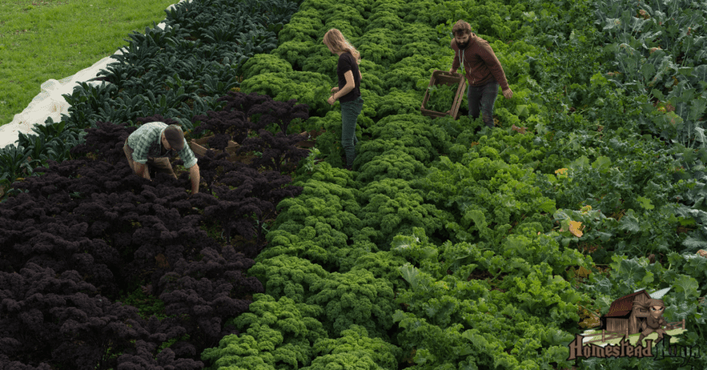 How Do You Know When Kale Is Ready To Pick?