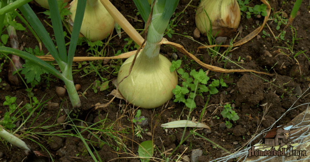 How Long Do Onions Take To Grow From Seed?