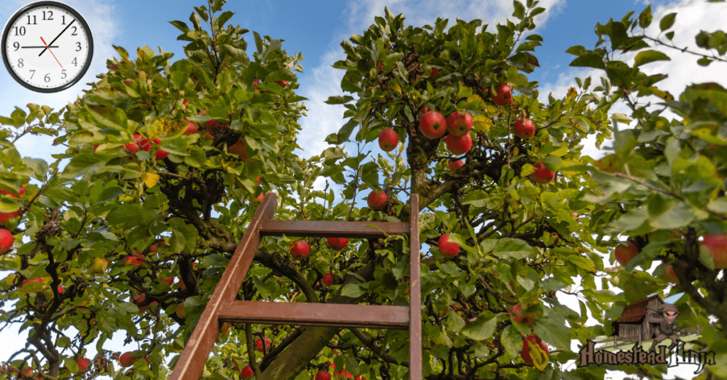 How Long Does It Take To Grow An Apple Tree From Seed?